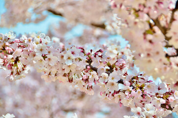 The cherry blossoms in full bloom are in full bloom