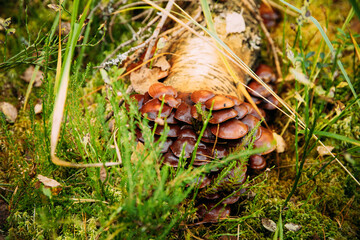 Hypholoma capnoides In Autumn Forest In Belarus. Hypholoma capnoides is an edible mushroom in the family Strophariaceae