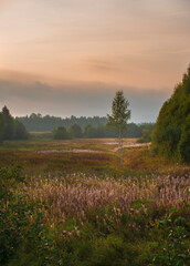 Fototapeta na wymiar Morning landscape in early autumn, lonely birch in a wild field near the forest
