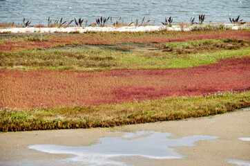 Low vegetation in hues of red and green, as well as sand, mud and puddles in the salty marshes on the southern shore of lake Grevelingen in the Netherlands