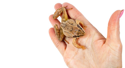 Common wild frog on a female hand close-up, isolated on white, copy space.