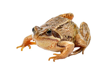 Common wild frog isolated on white close up