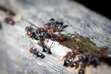 Crematogaster scutellaris drink water and sugar on a wooden pole
