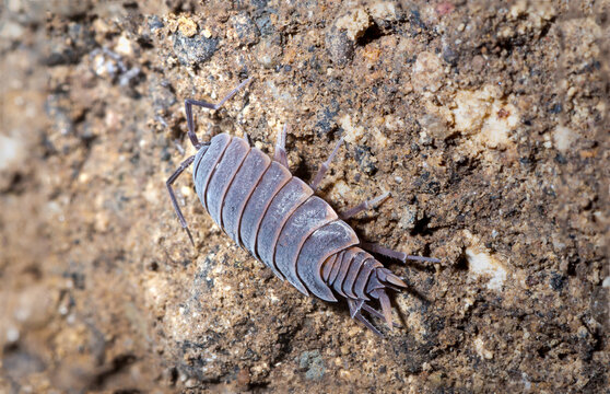 Porcellionides pruinosus walks the earth in search of food