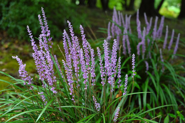 林に咲くヤブラン