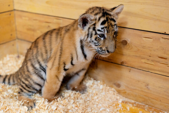 portrait of a little tiger cub. Year of the tiger. High quality photo