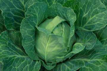 Obraz premium Cabbage head in growth at vegetable garden