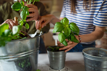 Top view of unrecognizable senior mother with adult daughter indoors at home, planting herbs.