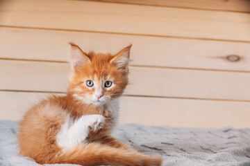 Funny Curious 10 Week Old Young Red Ginger Maine Coon Kitten Cat Sitting At Home Sofa. Coon Cat,...