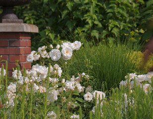 Białe róże w ogrodzie  © Magdalena