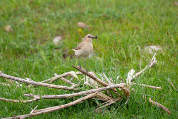 Northern wheatear sits on a grass on a tree branch