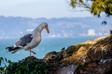 Mouette précieuse regardant où elle met les pieds sur le rocher de Al Catraz