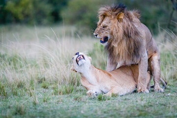 Fototapeta na wymiar Mating lions in Masai Mara, Kenya