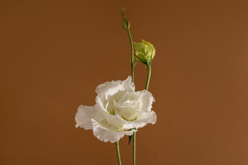 A closeup shot of a still life of white flower Eustoma on pastel brown background, aesthetic composition