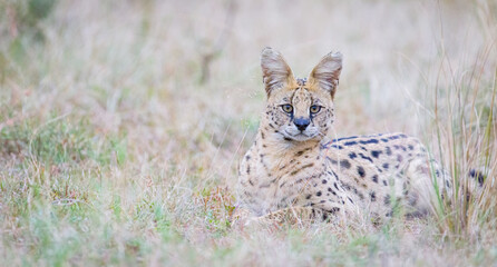 Portrait images of a serval cat in Masai Mara, Kenya