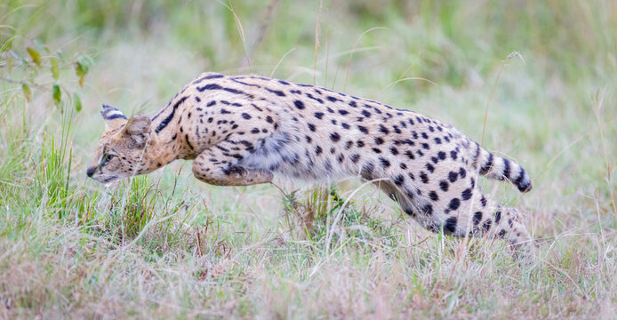 Portrait images of a serval cat in Masai Mara, Kenya