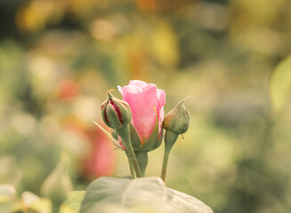 Rozkwitająca róża na pięknych tle, wyizolowana z tła, zdjęcie makro © Magdalena