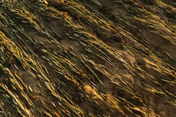 Background Of Wheat Died After Downpour In Field. Consequences Of Bad Weather