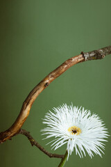 A closeup shot of a still life of white flower on pastel green background, aesthetic composition