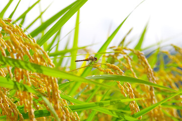 イネとトンボ © hamatti