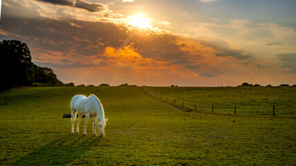 Photographie de paysage d'un cheval blanc dans un pré devant un magnifique coucher de soleil -...