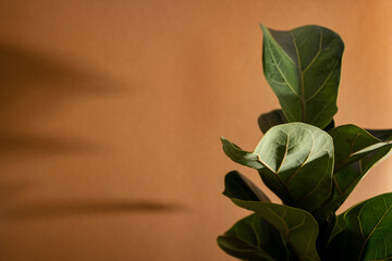 Green leaves of Fiddle Fig or Ficus Lyrata. Fiddle-leaf fig tree the popular ornamental tropical houseplant on brown background,, Air purifying plants for home, Houseplants With Health Benefits