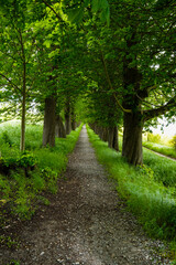 Obraz premium path in the park