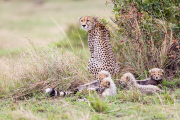 Cheetah kittens with mother, in Masai Mara, Kenya