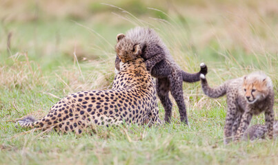 Cheetah kittens with mother, in Masai Mara, Kenya