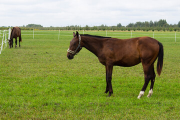 Naklejka na ściany i meble Beautiful brown horse grazing in the meadow at the farm.