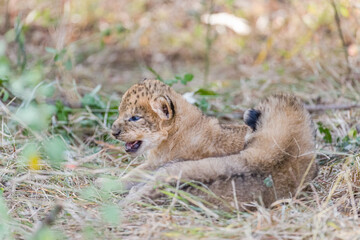 New born lion cubs, about 2 weeks old, in Masai Mara, Kenya