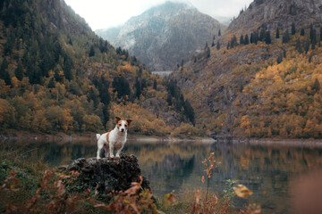 Obraz premium dog at a mountain lake in autumn. Traveling with a pet. Jack Russell Terrier on nature background