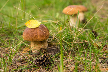 Boletus edulis mushroom. Cep growing in forest.