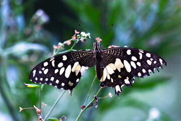 Fototapeta premium Papilio butterfly or The Common Lime Butterfly resting on the flower plants in its natural habitat in a nice soft green background Papilio butterfly or common lime butterfly clap the wings on the flo