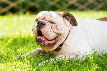 Portrait of strong looking White American Bulldog outdoors
