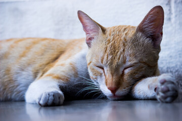  Portrait of cute looking Cat with Yellow eyes and whiskers, nice Soft fluffy purebred straight-eared long hair kitty.  close up, background. Adorable domestic pet concept.
