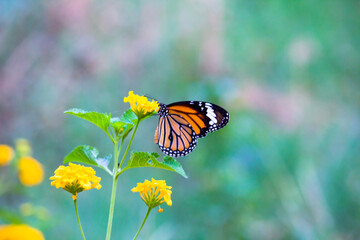 The monarch butterfly or simply monarch is a milkweed butterfly in the family Nymphalidae. Other...