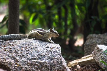  Squirrels are members of the family Sciuridae, includes small or medium-size rodents.  tree squirrels, ground squirrels, chipmunks, marmots, flying squirrel and prairie dogs among other rodents