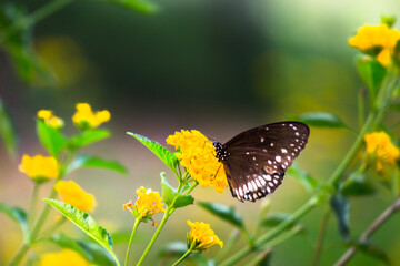 Euploea core, the common crow butterfly perched on the flower plant with a nice green background 
