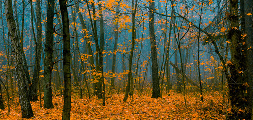 Fototapeta premium Beautiful forest on a foggy autumn day. Fairy, autumnal mysterious forest trees with yellow leaves. Panoramic wide shot.