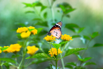  Danaus chrysippus, also known as the plain tiger, African queen, or African monarch, Danainae, is a medium-sized butterfly widespread in Asia, macro shots, butterfly garden.