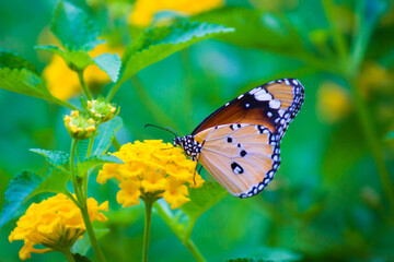  Danaus chrysippus, also known as the plain tiger, African queen, or African monarch, Danainae, is a medium-sized butterfly widespread in Asia, macro shots, butterfly garden.