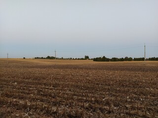 Agricultural field in the evening