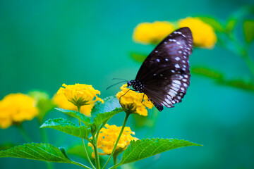 Euploea core, the common crow butterfly perched on the flower plant with a nice green background 