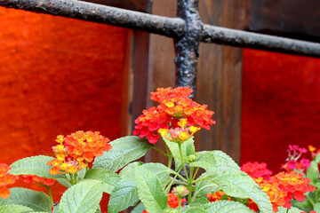red and orange flowers on a background