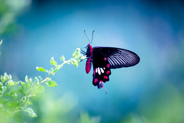 Papilio polytes, the common Mormon, is a common species of swallowtail butterfly widely distributed...