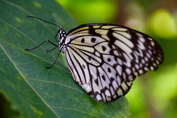 butterfly on leaf
