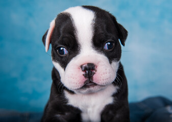 Funny American Bullies puppy on blue background