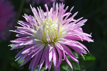 Astra (Aster) - decorative plant with beautiful inflorescences-baskets