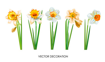 Set of beautiful daffodils isolated on white background. Various view on small early spring plants. Realistic drawing design. Vector illustration